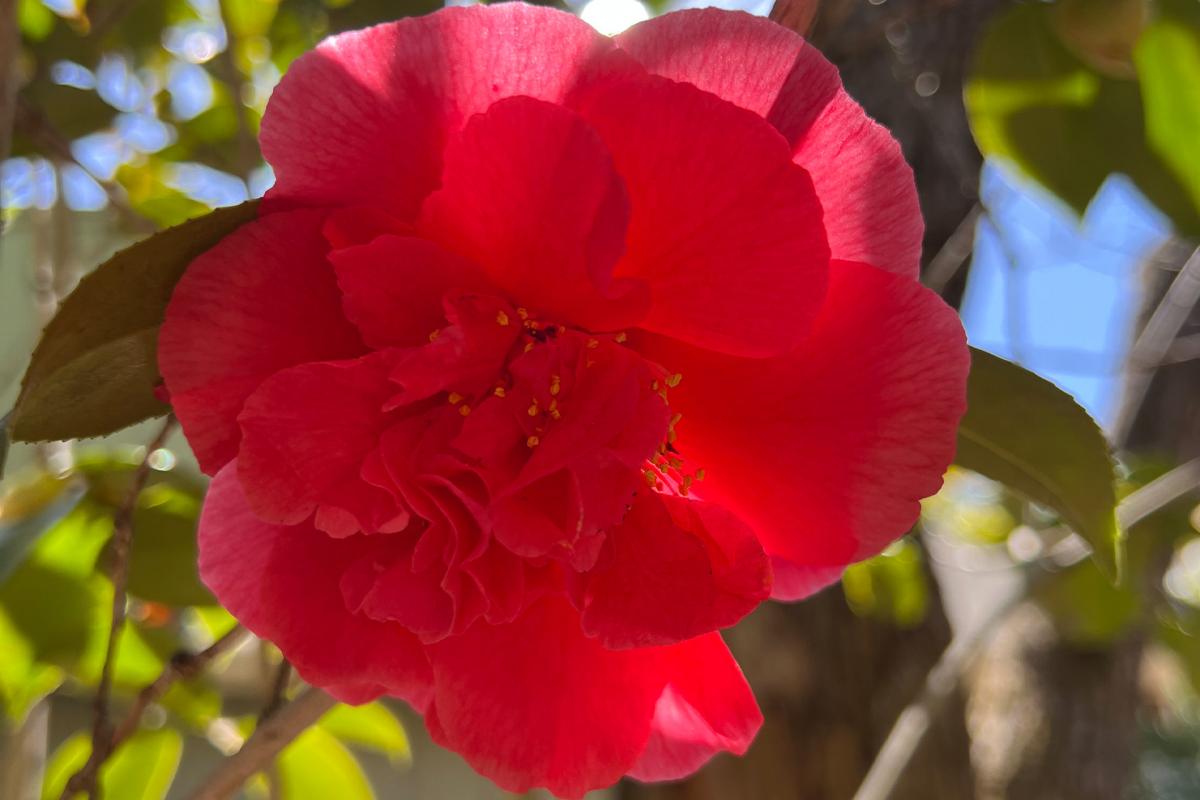 Red rose from WindChime gardens