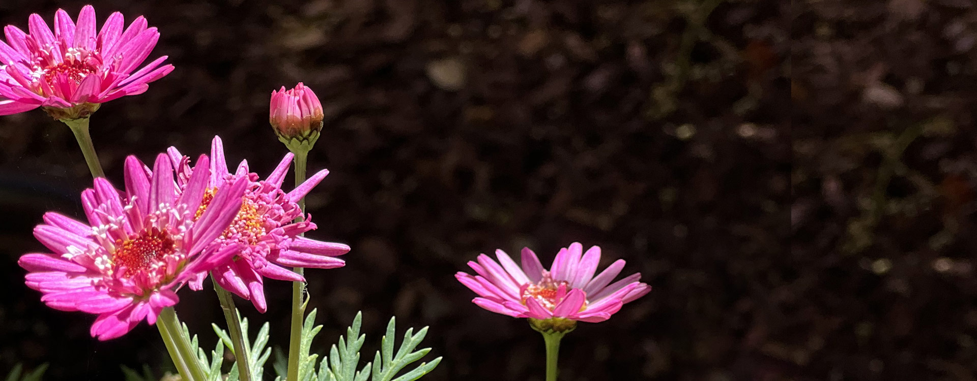 Pink flowers